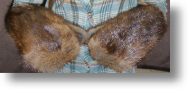 Fur Mittens -- Muskrat Mittens